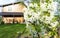 Beautiful blossoming white flowers of cherry tree against the background of a green lawn and a country house. Photo of a garden