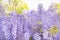 Beautiful blossoming wistaria