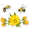 Beautiful blossoming yellow marigold with honey bee on white background. Calendula officinalis. Vector illustration