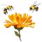 Beautiful blossoming yellow marigold with honey bee on white background. Calendula officinalis. Vector illustration