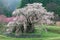 Beautiful blossoms of a huge cherry tree blooming in a foggy spring garden