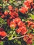 Beautiful blossoms of quince bush in the garden