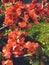 Beautiful blossoms of quince bush in the garden