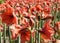 Beautiful blossoms of red Amaryllis flower