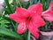 Beautiful Blossoms of red Amaryllis flower blooms, Amaryllis