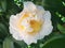 Beautiful blossoms of white camelia