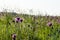 Beautiful blosson purple Scabiosa flowers among green grass