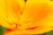 Beautiful blown escholzia, macro. poppy