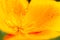 Beautiful blown escholzia, macro. poppy