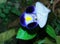 Beautiful blue aisan pegionwings flower
