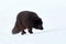 Beautiful blue arctic fox Alopex lagopus in the snow.