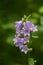 A beautiful blue bellflower blossoming in a forest.