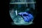 Beautiful Blue Betta Fish in tank