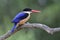 Beautiful blue bird with black head and sharp red beaks expose to soft light over green forest, black-capped kingfisher