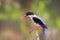 Beautiful blue bird with black head and sharp red beaks expose to soft light over green forest, black-capped kingfisher