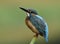 Beautiful blue bird, Common Kingfisher & x28;Alcedo atthis& x29; a lovely
