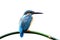Beautiful blue bird, Common kingfisher & x28;Alcedo atthis& x29; waiting t