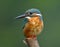 Beautiful blue bird with details of brown chest feathers, Common