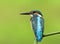 Beautiful blue bird with details of its feathers from head to tail, Common Kingfisher Alcedo atthis calmly perching green bamboo