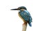 Beautiful blue bird with feathers details from head to tail, Com
