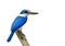 Beautiful blue bird isolated on white background, Collared kingfisher & x28;Todiramphus chloris& x29;