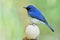 Beautiful blue bird perching on cracked oval egg, Tickell's or Indochinese blue flycatcher (Cyornis tickelliae