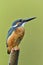 Beautiful blue bird perching on the pole over bright green background with details of brown chest feathers, Common Kingfisher