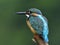 Beautiful blue bird perching on the pole over soft green background with details of its back feathers, Common Kingfisher