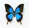 Beautiful blue & black colors butterfly specimen