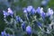 Beautiful blue blooms of Echium plantagineum