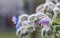 Beautiful Blue Borage flower, Boraginaceae, glistens in morning dew