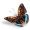Beautiful blue and brown flying butterfly, Black-tip archduke bu