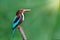 Beautiful blue and brown with large beaks bird White-throated kingfisher