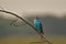 Beautiful blue budgerigar parakeet or budgie perching on a branch