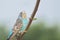 Beautiful blue budgerigar parakeet or budgie perching on a branch