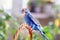 Beautiful blue budgerigar sitting on a basket
