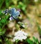 Beautiful Blue butterfly