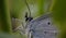 Beautiful blue butterfly Aricia anteros on grass, spring