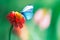 Beautiful blue butterfly on a bright red flower in a fantastic garden. Natural summer spring background. Copy space.