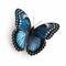 Beautiful blue butterfly close-up portrait, white background