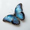 Beautiful blue butterfly close-up portrait, white background