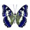 Beautiful blue butterfly, Common Commander & x28;moduza procris& x29; under wings in fancyl color profile isolated on white