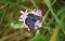 Beautiful blue butterfly Harvesters argus male sitting on meadow flower with open wings