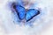 Beautiful blue butterfly painted with watercolor