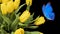 Beautiful blue butterfly sitting on a yellow tulip. bouquet of beautiful flowers with a moth on a black background