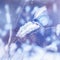 Beautiful blue butterfly in the snow on the wild grass. Snowfall Artistic winter christmas natural image.