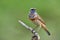 Beautiful blue chin bird with orange on its chest and brown on its body perching on thin brnach over fine green background,