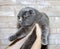 Beautiful blue classic Scottish fold cat in her hands on a brick wall background