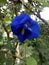 Beautiful blue clitoria ternatea or blue butterfly pea flower with nathural background