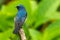 Beautiful blue color bird known as Indigo Flycatcher Eumyias Indigo on perch